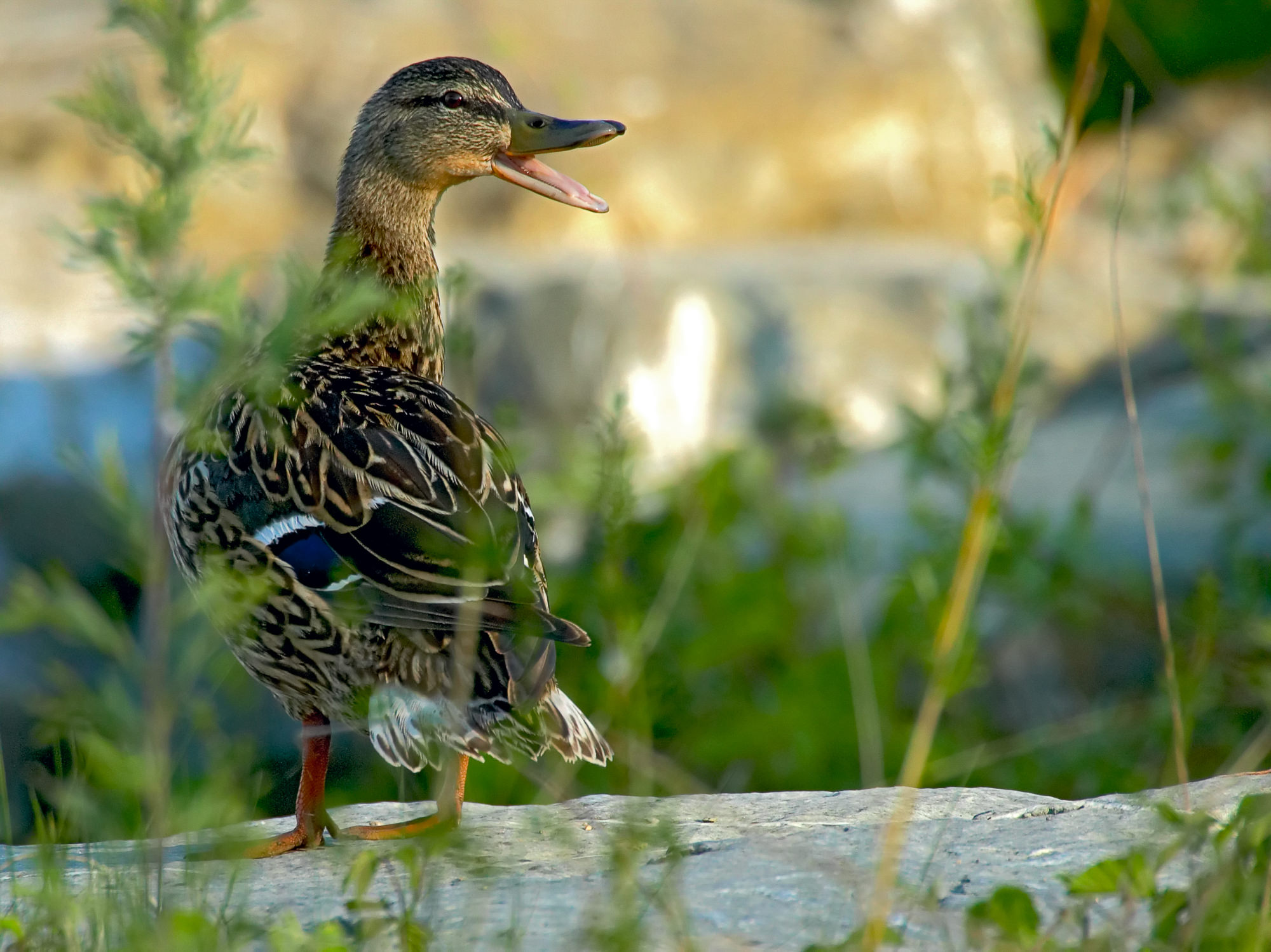 Stockente